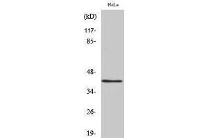 Western Blotting (WB) image for anti-RNA Binding Motif Protein, X-Linked (RBMX) (N-Term) antibody (ABIN3180105) (RBMX antibody  (N-Term))