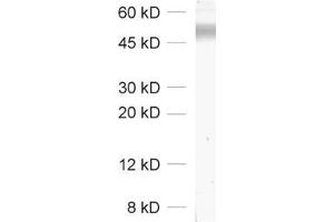 Western Blotting (WB) image for anti-Solute Carrier Family 2 (Facilitated Glucose Transporter), Member 4 (SLC2A4) (AA 495-509) antibody (ABIN1742482) (GLUT4 antibody  (AA 495-509))
