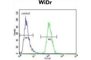 Flow cytometric analysis of WiDr cells (right histogram) compared to a negative control cell (left histogram) using PIK3R5  Antibody (C-term), followed by FITC-conjugated goat-anti-rabbit secondary antibodies. (PIK3R5 antibody  (C-Term))
