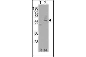Image no. 1 for anti-Solute Carrier Family 29 (Nucleoside Transporters), Member 4 (SLC29A4) (C-Term) antibody (ABIN356637) (SLC29A4 antibody  (C-Term))
