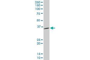 Pyrophosphatase (Inorganic) 1 (PPA1) (AA 10-111) antibody