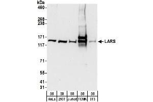 Western Blotting (WB) image for anti-Leucyl-tRNA Synthetase (LARS) (AA 1-50) antibody (ABIN7452949)