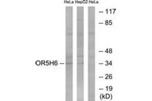 Western blot analysis of extracts from HeLa/HepG2 cells, using OR5H6 Antibody. (OR5H6 antibody  (AA 215-264))