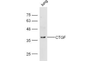 Mouse lung lysate probed with Anti-CTGF Polyclonal Antibody  at 1:5000 90min in 37˚C. (CTGF antibody  (AA 221-349))