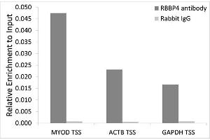 Chromatin immunoprecipitation analysis extracts of 293T cells, using RBBP4 antibody. (Retinoblastoma Binding Protein 4 antibody  (AA 1-425))