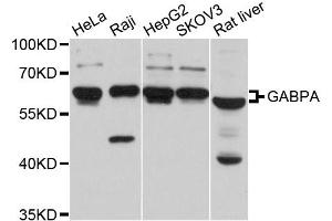 Western blot analysis of extracts of various cell lines, using GABPA antibody (ABIN5997764) at 1/1000 dilution. (GABPA antibody)