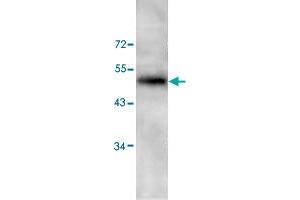 Western blot analysis of HeLa cell lysate with PAWR polyclonal antibody  at 1 : 200 dilution.