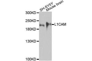 Western blot analysis of extracts of various cell lines, using L1CAM antibody. (L1CAM antibody)