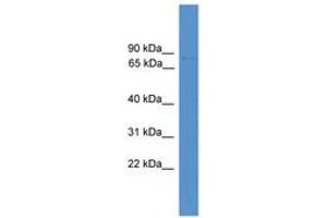 Image no. 1 for anti-Forkhead Box J3 (FOXJ3) (AA 211-260) antibody (ABIN6746036) (FOXJ3 antibody  (AA 211-260))