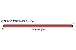 Image no. 2 for anti-PKA R1 alpha (PKR1) (AA 1-381) antibody (ABIN968062) (PKA R1 alpha (PKR1) (AA 1-381) antibody)