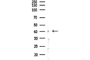 anti-Oxidase (Cytochrome C) Assembly 1-Like (OXA1L) (C-Term) antibody