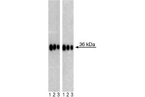 Western Blot analysis of Sox2 in Human Neural Stem Cells (NSC) and Mouse Embryonic Stem (ES) cell line. (SOX2 antibody)