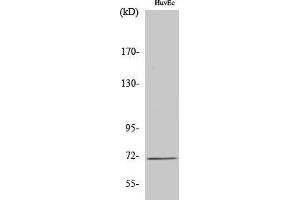 Western Blotting (WB) image for anti-Solute Carrier Family 6 (Neurotransmitter Transporter, Creatine), Member 8 (SLC6A8) (C-Term) antibody (ABIN6286493) (SLC6A8 antibody  (C-Term))