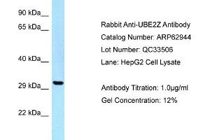 Western Blotting (WB) image for anti-Ubiquitin-Conjugating Enzyme E2Z (UBE2Z) (C-Term) antibody (ABIN2789310) (UBE2Z antibody  (C-Term))