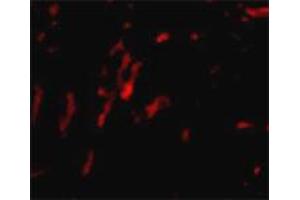Immunofluorescence staining of rat kidney tissue with 20 ug/mL CDCA8 polyclonal antibody .