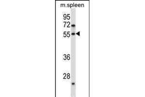 DOK7 Antibody (N-term) (ABIN657491 and ABIN2846518) western blot analysis in mouse spleen tissue lysates (35 μg/lane).