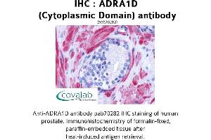 Image no. 1 for anti-Adrenergic Receptor, alpha 1d (ADRA1D) (3rd Cytoplasmic Domain) antibody (ABIN1731577)