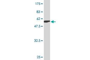 Western Blot detection against Immunogen (56. (ZWINT antibody  (AA 1-277))