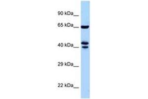 ZNF583 antibody  (AA 271-320)