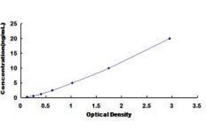 Kinesin Family Member 5A (KIF5A) ELISA Kit