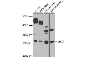 Western blot analysis of extracts of various cell lines, using MTX2 antibody.