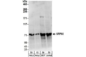 Western Blotting (WB) image for anti-Signal Recognition Particle 68kDa (SRP68) (AA 1-50) antibody (ABIN7450775)