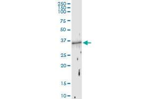 Immunoprecipitation of FOSB transfected lysate using anti-FOSB MaxPab rabbit polyclonal antibody and Protein A Magnetic Bead , and immunoblotted with FOSB purified MaxPab mouse polyclonal antibody (B01P) . (FOSB antibody  (AA 1-289))