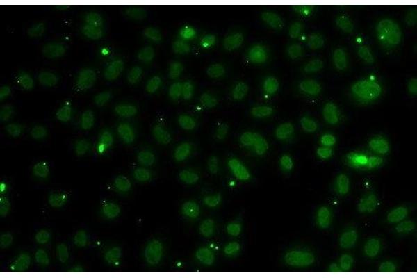 NSL1 antibody