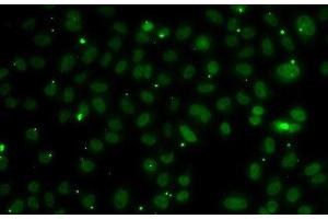 Immunofluorescence analysis of A549 cells using NSL1 Polyclonal Antibody (NSL1 antibody)