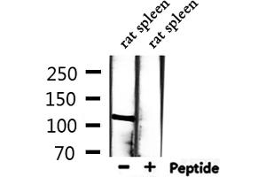 Western blot analysis of extracts from rat spleen, using MCM2 Antibody.