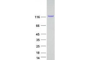 COL28A1 Protein (Myc-DYKDDDDK Tag)