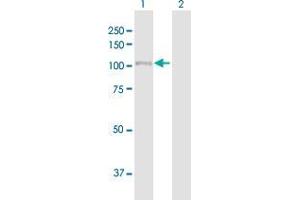 Western Blot analysis of LARS2 expression in transfected 293T cell line by LARS2 MaxPab polyclonal antibody. (LARS2 antibody  (AA 1-903))