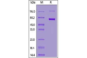 Fed Human CD72, Fc Tag on  under reducing (R) condition. (CD72 Protein (AA 117-359) (Fc Tag,FITC))