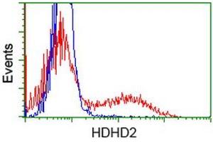 HEK293T cells transfected with either RC205967 overexpress plasmid (Red) or empty vector control plasmid (Blue) were immunostained by anti-HDHD2 antibody (ABIN2454525), and then analyzed by flow cytometry. (HDHD2 antibody)