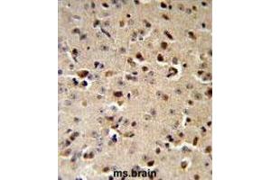TPH2 Antibody (Center) IHC analysis in formalin fixed and paraffin embedded mouse brain followed by peroxidase conjugation of the secondary antibody and DAB staining.