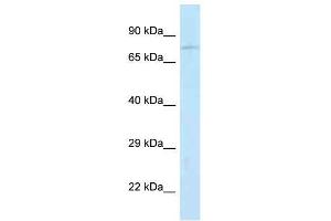 Western Blot showing Jph2 antibody used at a concentration of 1. (Junctophilin 2 antibody  (N-Term))