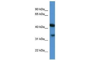 Centa1 antibody used at 0. (ADAP1 antibody  (C-Term))