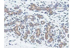 Immunohistochemical staining of paraffin-embedded Human breast tissue using anti-RIT2 mouse monoclonal antibody.