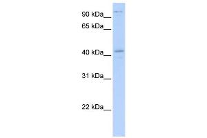 WB Suggested Anti-FGD1 Antibody Titration:  0. (FGD1 antibody  (N-Term))