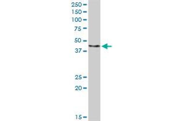 FBXO4 antibody  (AA 1-387)