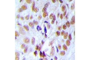 Immunohistochemical analysis of RFC4 staining in rat testis  formalin fixed paraffin embedded tissue section. (RFC4 antibody)