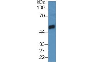 Western Blot; Sample: Mouse Pancreas lysate; Primary Ab: 2µg/mL Rabbit Anti-Rat CPB1 Antibody Second Ab: 0.