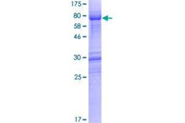 Fam53a Protein (AA 1-398) (GST tag)