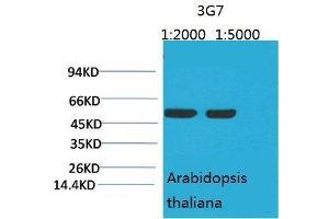 Western Blot (WB) analysis of Arabidopsis with Rubisco(Large Chain) Mouse Monoclonal Antibody diluted at 1) 1:2000 2) 1:5000.
