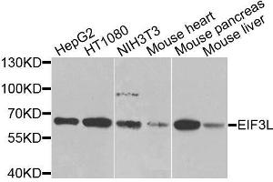 Western blot analysis of extracts of various cell lines, using EIF3L antibody. (EIF3L antibody  (AA 1-230))