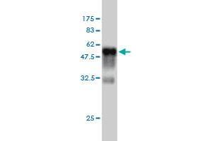 RIT2 antibody  (AA 1-217)
