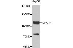 Western blot analysis of extracts of HepG2 cells, using VWCE Antibody. (VWCE antibody)