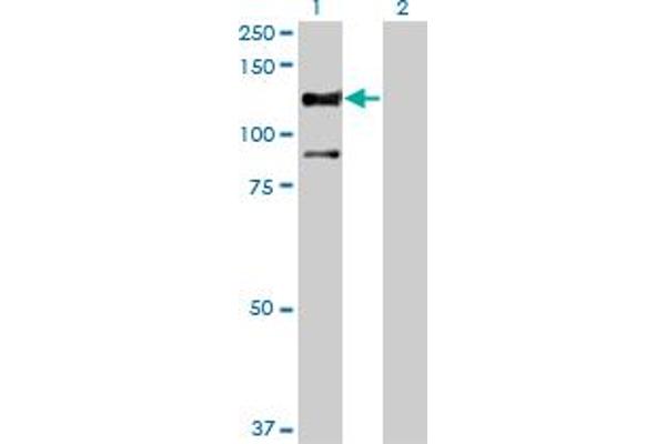 STK31 antibody  (AA 920-1019)