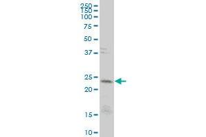 CD3E monoclonal antibody (M04), clone 4C1 Western Blot analysis of CD3E expression in HeLa . (CD3 epsilon antibody  (AA 23-207))