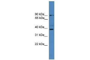 ZRANB1 antibody used at 0. (ZRANB1 antibody  (C-Term))